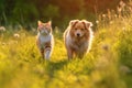 Furry friends cat and dog walking in a summer meadow. Generative Ai