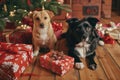 Furry Friends Celebrate Christmas With Wrapped Presents On Rustic Flooring Standard