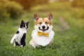 friends funny cat and corgi dog walks on summer meadow on green grass