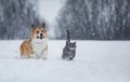 Friends funny striped cat and corgi dog run fast on deep white snow in the winter park Royalty Free Stock Photo