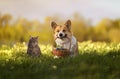 Friends striped cat and corgi dog with gift basket with flowers in a summer sunny meadow