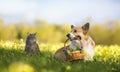 Friends striped cat and corgi dog sit on a blooming summer sunny meadow