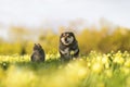 friends striped cat and dog happy sitting on a blooming summer sunny meadow