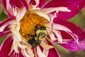 Common Eastern Bumblebee with Proboscis on Pink and White Dahlia Royalty Free Stock Photo