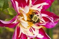 Common Eastern Bumblebee Pollinating a Dahlia Royalty Free Stock Photo