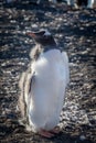 Furry gentoo penguin chick enjoing the sun light at the Barrientos Island, Antarctic Royalty Free Stock Photo