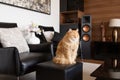 Furry ginger domestic cat sitting and relaxing on the tabure chair