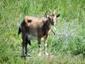 Furry goat on the green meadow