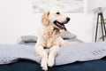 Furry golden retriever dog lying on bed Royalty Free Stock Photo