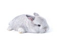 Furry gray baby rabbit lying on white background.