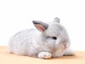 Furry gray baby rabbit sitting on wooden table and white background.