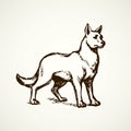 Wolf. Vector drawing Royalty Free Stock Photo