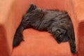 Furry gray cat nibelung portrait orange armchair