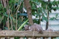 A furry gray squirrel planking down on a garden fence