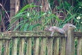 A furry gray squirrel planking down on a garden fence