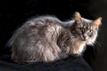 Furry grey cat on a black background