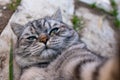 Furry grey cat takes a selfie lying down Royalty Free Stock Photo