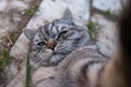 Furry grey cat takes a selfie lying down Royalty Free Stock Photo