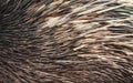 Furry hedgehog texture background.
