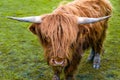Furry highland cow