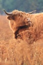 Furry highland cow lifestock dry field