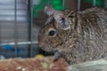 Furry home pet rat in cage Royalty Free Stock Photo