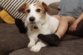 FURRY JACK RUSSELL DOG AND CHILD, SHEDDING HAIR DURING MOLT SEASON PLAYING ON SOFA WITH DIRTY SOCKS Royalty Free Stock Photo