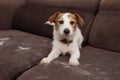 FURRY JACK RUSSELL DOG, SHEDDING HAIR DURING ANNUAL MOLT SEASON PLAYING ON SOFA FURTNITURE