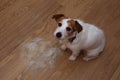 FURRY JACK RUSSELL DOG, SHEDDING HAIR ON FLOOR DURING MOLT SEASON, AFTER ITS OWNER BRUSHED OR GROOMING LOOKING UP WITH SAD