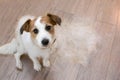 FURRY JACK RUSSELL DOG, SHEDDING HAIR DURING MOLT SEASON, AFTER ITS OWNER BRUSHED OR GROOMING LOOKING UP WITH SAD EXPRESSION