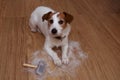 FURRY JACK RUSSELL DOG, SHEDDING HAIR DURING MOLT SEASON, AFTER ITS OWNER BRUSHED OR GROOMING WITH A RASKET. LOOKING UP WITH