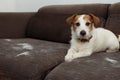 FURRY JACK RUSSELL DOG, SHEDDING HAIR DURING MOLT SEASON PLAYING ON GRAY SOFA FURNITURE