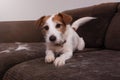 FURRY JACK RUSSELL DOG, SHEDDING HAIR DURING MOLT SEASON PLAYING ON A SOFA Royalty Free Stock Photo