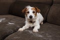 FURRY JACK RUSSELL DOG, SHEDDING HAIR DURING MOLT SEASON PLAYING ON SOFA