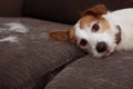 FURRY JACK RUSSELL DOG, SHEDDING HAIR DURING MOLT SEASON PLAYING ON SOFA FURNITURE Royalty Free Stock Photo