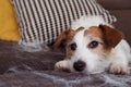 FURRY JACK RUSSELL DOG, SHEDDING HAIR DURING MOLT SEASON RELAXING ON SOFA FURNITURE Royalty Free Stock Photo