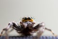 Furry jumping spider Royalty Free Stock Photo