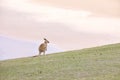 Furry kangaroo captured by the Emerald beach in Australia, New South Wales Royalty Free Stock Photo