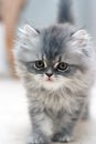 Furry Kitten