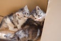 Furry kitten in cardboard box Royalty Free Stock Photo