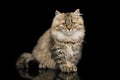 Furry Kitten on Isolated Black Background Royalty Free Stock Photo