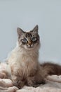 Furry kitten of seal lynx point color with blue eyes on a pink blanket and gray background.