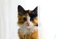 Furry kitten on white background isolated Royalty Free Stock Photo