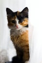 Furry kitten on white background isolated Royalty Free Stock Photo