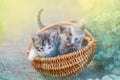 Furry kitten in wicker basket in garden. Royalty Free Stock Photo