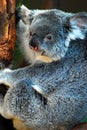 Furry Koala