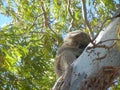 furry Koala holding tight to gum tree Royalty Free Stock Photo