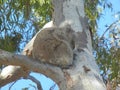 furry Koala holding tight to gum tree Royalty Free Stock Photo