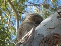 furry Koala holding tight to gum tree Royalty Free Stock Photo