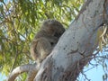 furry Koala holding tight to gum tree Royalty Free Stock Photo